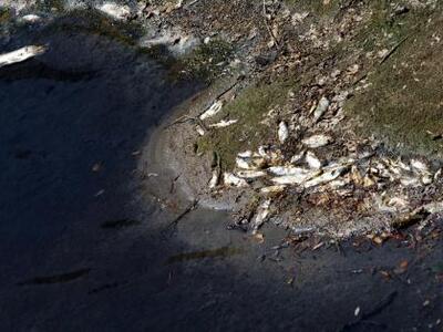 Αφανίζονται τα ψάρια του γλυκού νερού 