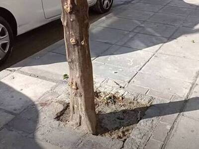 "Τσιμέντωσαν" ρίζες δέντρων στ...