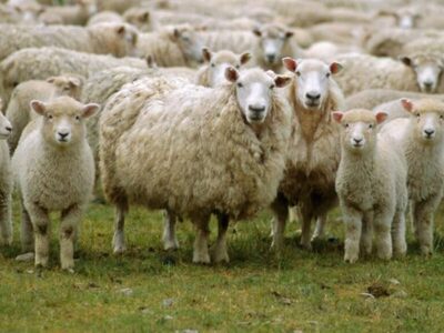 Αχαΐα: Παράνομη μεταφορά ζώων παρά τα κρ...