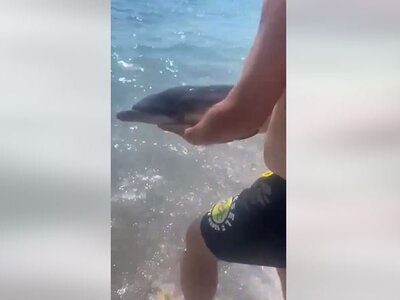 Νεογέννητο δελφίνι εμφανίστηκε σε παραλί...
