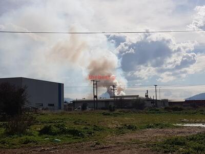 Τα πυρηνελαιουργεία το "βιολί"...