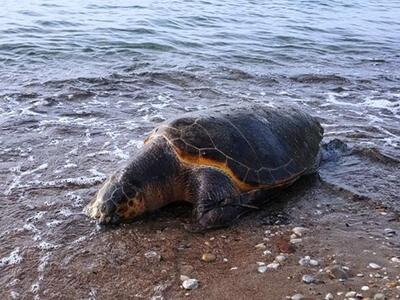 Πάτρα: Θαλάσσια χελώνα ψόφησε αβοήθητη σ...