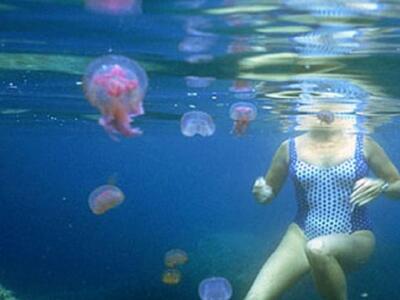 Σας τσίμπησε τσούχτρα; Οι πρώτες κινήσει...