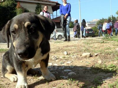 Πότε πρέπει να πας τον σκύλο σου στον κτηνίατρο   
