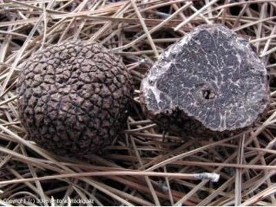 Οι θεραπευτικές ιδιότητες της τρούφας!