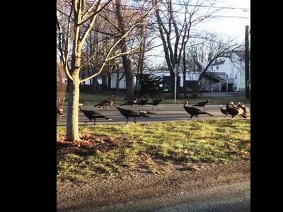 17 γαλοπούλες να περπατούν γύρω από μία ...