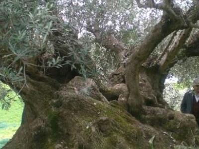 Πανάρχαιες ελιές της Κρήτης γίνονται καυσόξυλα