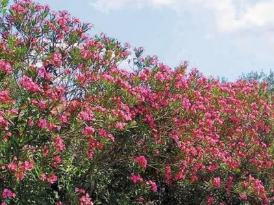 Τι ισχύει με την πικροδάφνη στα σχολεία:...