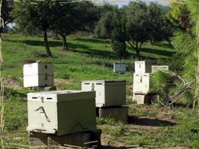 Πύργος: Έγινε μελισσοκόμος με κλεμμένες κυψέλες!