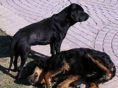 Πάτρα: Τυμπανισμένος σκύλος στον Φάρο ψυ...