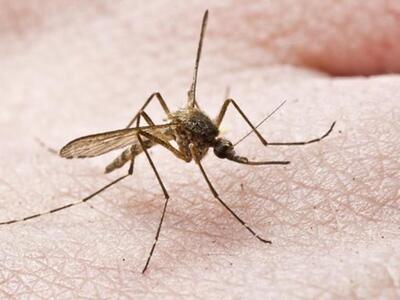 Πάτρα:"Εντομα και Δημόσια Υγεία&quo...