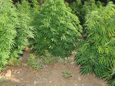 Δίμετρα δενδρύλλια καλλιεργούσε στο χωράφι του!