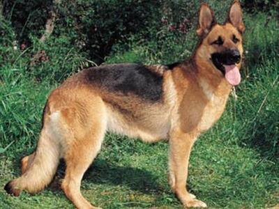 Πάτρα: Στη μάχη της λαθρομετανάστευσης ο...