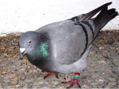 Ταχυδρομικό περιστέρι «προσγειώθηκε» στο...