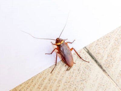 Κατσαρίδες και κοριοί «πολιορκούν» την Π...