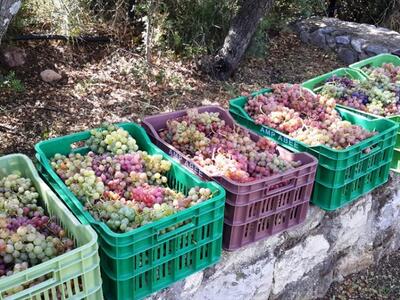 Περιμένοντας στην σκιά για το πατητήρι.