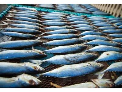 Μεσολογγίτες έκλεψαν 70 κιλά τσιπούρες α...