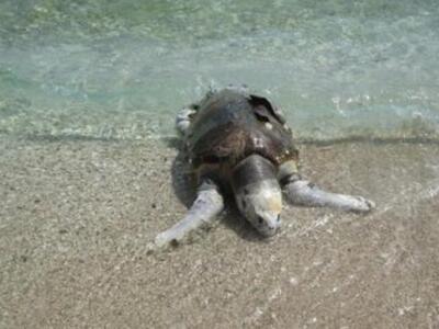 Αιτωλοακαρνανία: Τραυματισμένη καρέτα-κα...