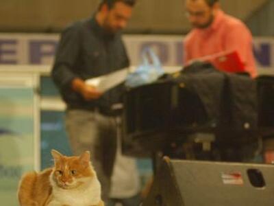 Γνωρίστε την ΕΡΤούλα