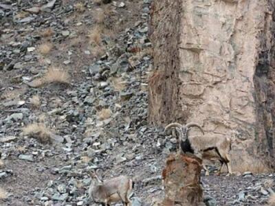 Μπορείτε να εντοπίσετε τη λεοπάρδαλη; ΔΕ...