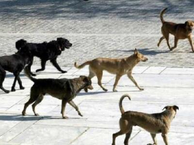 Φόβοι μετά από επιθέσεις μεγαλόσωμων σκύ...