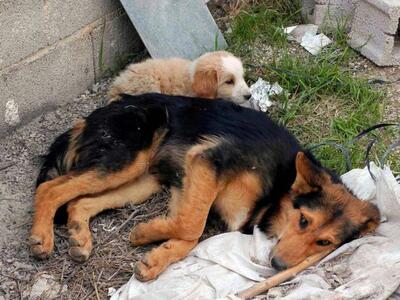 Αμαλιάδα: Άγνωστος θανάτωσε σκύλο 41χρονης