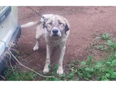 Λεχαινά: Δέκα κακοποιημένα σκυλιά σε λιοστάσι!