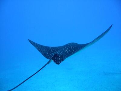 Επίθεση σε ψαροντουφεκά από σαλάχι!