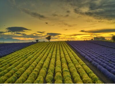 Σαν ζωγραφιά! Οι ανθισμένες λεβάντες και...