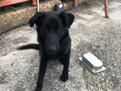 Πάτρα: Αυτό το κουτάβι βρέθηκε στην Ακρω...