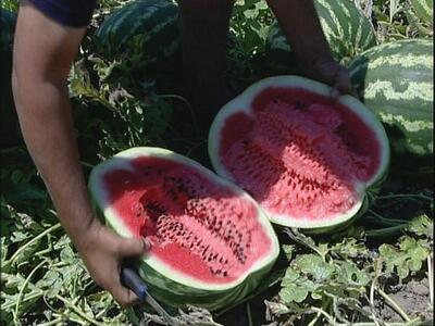 Αχαΐα: Σαπίζουν τα καρπούζια στον κάμπο ...
