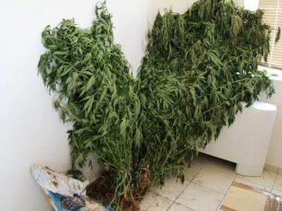 Πάτρα: 19χρονη καλλιεργούσε κάνναβη στην...