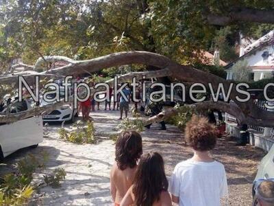 Ναυπακτία: Δέντρο πλάκωσε αυτοκίνητο στο...