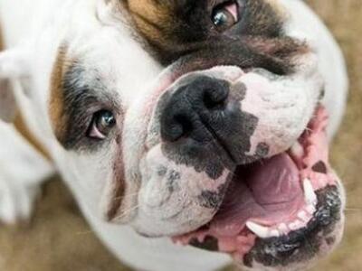 Εγκυμοσύνη και κατοικίδια. Τι δείχνουν ο...