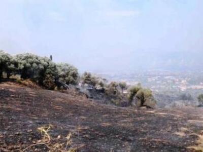 Πάτρα: Δε φτάνει που έγιναν στάχτη τα δέ...