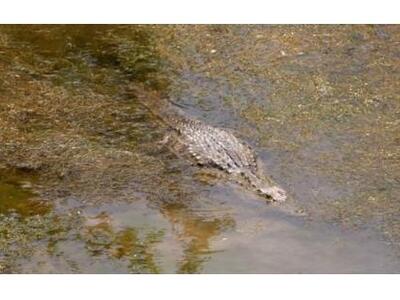 Κι όμως, ακόμη και το Τόκιο ενδιαφέρεται...