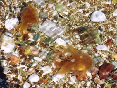 Δεύτερη χρονιά με τις τσούχτρες στον Πατ...