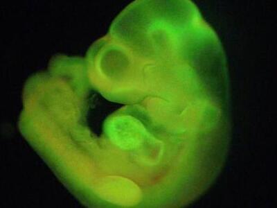 Επανάσταση στη δημιουργία βλαστοκυττάρων...