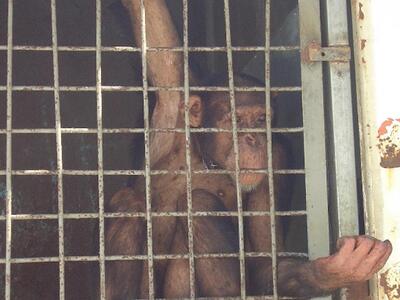 Οι χιμπατζήδες μπορούν να μάθουν ξένες γλώσσες