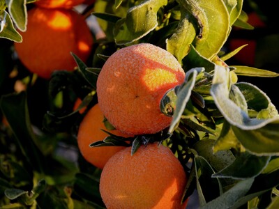 «Έκρηξη» εξαγωγών οπωροκηπευτικών προϊόν...