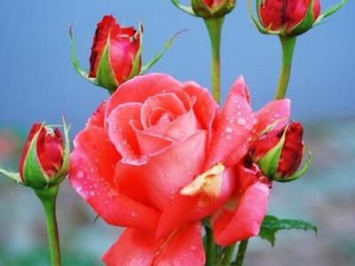 Γιορτή για την Πρωτομαγιά διοργανώνει ο ...