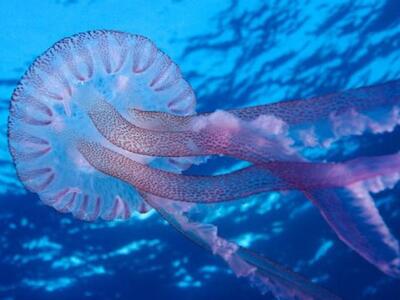 Σας τσίμπησε τσούχτρα; Δείτε τι μπορείτε να κάνετε