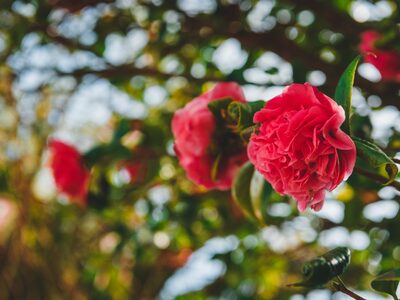 Ανανεώστε την αυλή σας: Οι 10 κηπουρικές...