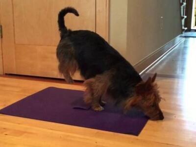 ΔΕΙΤΕ την σκυλίτσα Τζούντη, μια διαφορετ...