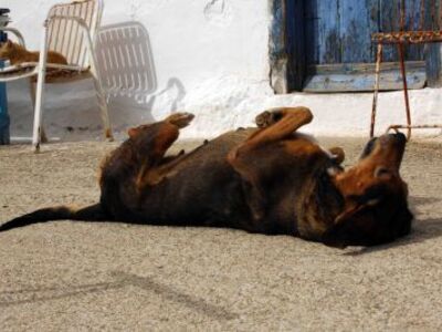 Έδιωξε τον ληστή, μιμούμενη...σκύλο