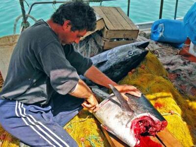 Αλιεία τόνου: Πρόγραμμα ελέγχου στη Μεσόγειο