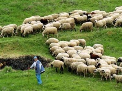 Ηλεία: Έκλεψε από δυο μαντριά πρόβατα κα...