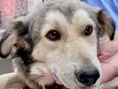 Πάτρα: Χάθηκε ο σκύλος της φωτογραφίας