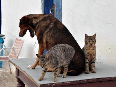 Κεφαλλονιά: Ψυχοπαθής σκοτώνει ζώα με όπ...