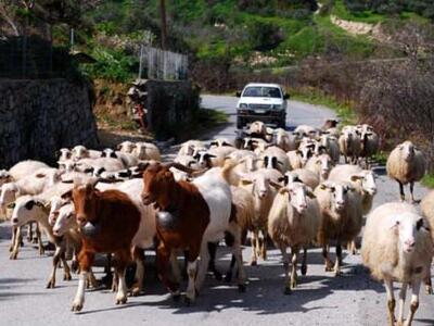 Πρόβατα προκάλεσαν απίστευτο μποτιλιάρισ...